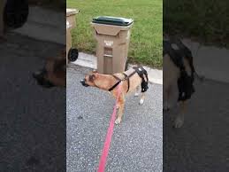 We did not find results for: Review For Orthodog Cruciate Care Knee Brace For Dogs Youtube