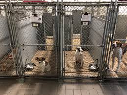 Maybe you would like to learn more about one of these? Animal Shelters Overflow With Pets After Florence News Wilmington Star News Wilmington Nc