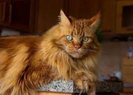 Best 250 Long Haired Cat Names Petpress