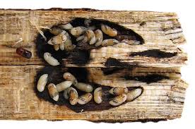 Image result for Strombosiopsis tetrandra