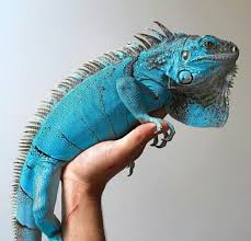 Black Bearded Dragon For Sale Uk Blue Iguana For Sale Cute Reptiles Iguana Pet Reptiles Pet