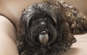 I have a stunning litter of lhasapoo puppies for sale, both dogs and bitches. Hd Wallpaper Adult Black Lhasa Apso Dog Face Down Hair Look Pets Animal Wallpaper Flare