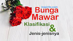 We did not find results for: 50 Gambar Bunga Mawar Rose Beserta Klasifikasi Jenis Jenisnya