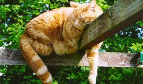 A cat's digestion is more sensitive for example, they may benefit instead from a specific diet with added prebiotics to help rebalance their gastric microflora and strengthen their. Fat Cat How Can I Help My Cat Lose Weight What Exercises Can Cats Do Nature News Express Co Uk