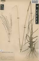 Image result for Digitaria gazensis