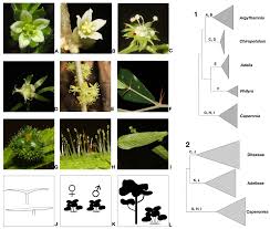 Image result for Caperonia fistulosa