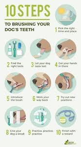 How to brush dogs teeth. How To Brush A Dog S Teeth A 10 Step Grooming Guide