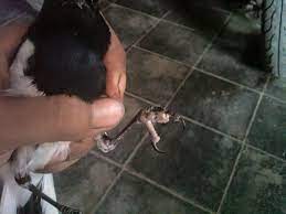 Maybe you would like to learn more about one of these? Cara Merawat Kaki Kacer Yang Bengkak