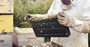With bumble bees, for example, most of the colony's bees only survive for one year, while the queen hibernates in solitude for the winter, according to morningag clips. What Do Bees Do During The Winter Greenfinity Foundation