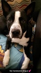 Check spelling or type a new query. Angus Border Collie Pitbull Mix Dogpictures
