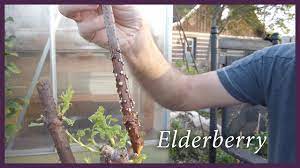 So i'm growing elderberry cuttings using two methods: Famous People And Elderberry How To Plant Cuttings Youtube