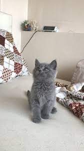 1 kedi 1 kopek satilik yavru kopek fiyatlari satilik yavru kedi fiyatlari guvenli sahiplenme yavru kopek yavru kediler kedi