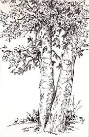 Quail Gardens Landscape Drawings Tree Drawings Pencil Landscape Sketch