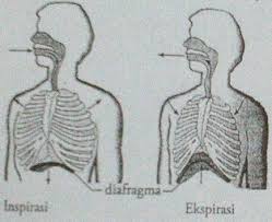 Bernapas terdiri dua fase yakni fase inspirasi dan ekspirasi dimana inspirasi adalah proses pemasukan oksigen kedalam tubuhekspirasi. Perhatikan Gambar Proses Pernapasan Berikut
