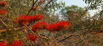 Image result for Rhipidoglossum microphyllum