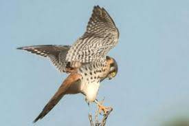 Falco sparverius miden entre 28 y 30 cms. Cernicalo