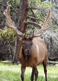 Elk At Rocky Mountain National Park Photo By Jeannine Mantooth Rocky Mountain National Park Rocky Mountain National Park Colorado Rocky Mountain National