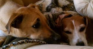 Founded in 1965, la cañada pet clinic was built specifically to the standards of the american animal hospital association (aaha), an organization of veterinarians dedicated to quality animal care. Favorite Businesses Baja Animal Sanctuary On Behalf Of Those Who Have No Voice
