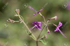 Image result for Commicarpus