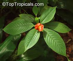 Image result for Psychotria auxopoda