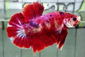 Atlantis Betta Of Indonesia Di Instagram Dijual Cupang Jenis Cupangkoi Kelamin Pria Ukuran M Warna Red Black Lokasi Betta Cupang Betta Fish