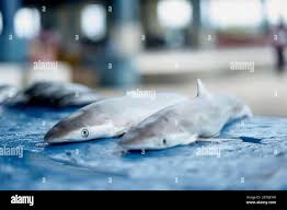 Baby Shark High Resolution Stock Photography And Images Alamy
