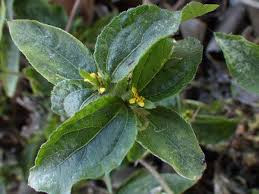 Image result for Synedrella