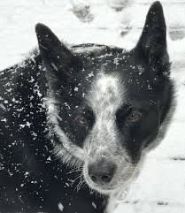 Black And Grey Spotted Dog Anna Loves Snow Austrailian Cattle Dog Cattle Dogs Rule Aussie Dogs