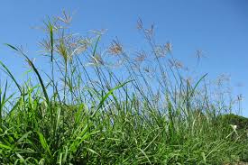 Image result for Chloris gayana