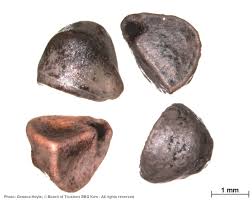 Image result for Xenostegia pinnata