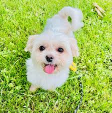 Fluffy Dog Wellness &...