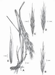 Image result for Bromus catharticus