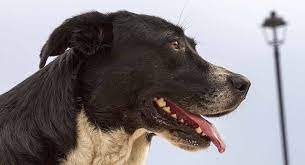 Check spelling or type a new query. Border Collie Lab Mix From Working Dog To Enthusiastic Friend