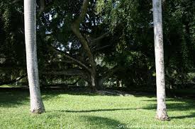 Jeden tag werden tausende neue, hochwertige bilder hinzugefügt. Blick Zwischen Zwei Royal Palm Baumstamme Botanischer Garten Peradeniya Sri Lanka