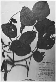 Image result for Psophocarpus lancifolius