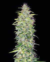 We did not find results for: Northern Lights Autoflowering Hanfsamen Weedseedshop