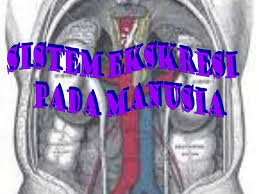 Perhatikan beberapa organ tubuh manusia di bawah ini! Sistem Ekskresi Pada Manusia Ppt Download