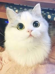 Foto kucing lucu russian blue. 18 Kucing Comel Ideas Haiwan Peliharaan Haiwan Lucu Anak Kucing