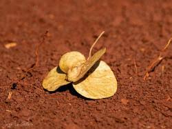 Image result for Balfourodendron