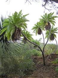 Image result for Sonchus schweinfurthii