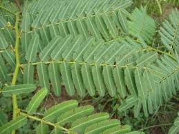 Image result for Mimosa pigra