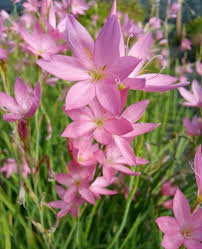 Image result for Hesperantha