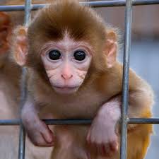 My backpacker is a Japanese monkey, Saru 猿, I hope you like it!