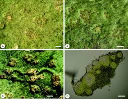 Image result for Cassipourea ruwensorensis