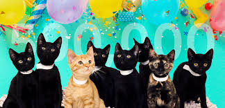 Nys drivers license/id, nyc id, rent/gas/electric/cable bill. Little Kitten Achieves Big Milestone As Aspca S 500 000th Spay Neuter Surgery In New York City Aspca