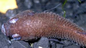 Bloated Betta Fish Care