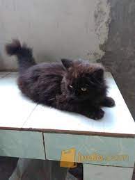 Dijual kucing persia umur 4 bulan, bonus kandang dan keranjangnya mminta 2 jutanego sampe jadi dijual karena saya masuk kuliah tingal di asrama, jadi tidak bisa bawa kucingnya. Kucing Persia Medium Kab Cianjur Jualo