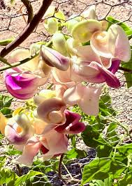 Image result for Vigna radicans