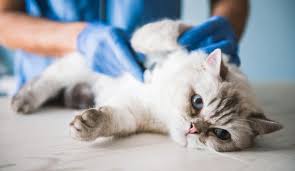 Maybe you would like to learn more about one of these? Why Does My Cat Push Out His Penis And Lick It Is It Normal Behavior