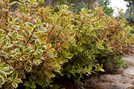 Ebay.com has been visited by 1m+ users in the past month Weigela Rainbow Sensation Malmborgs
